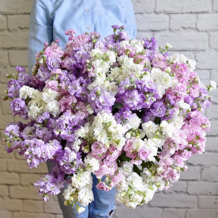 Облако маттиол в Орске