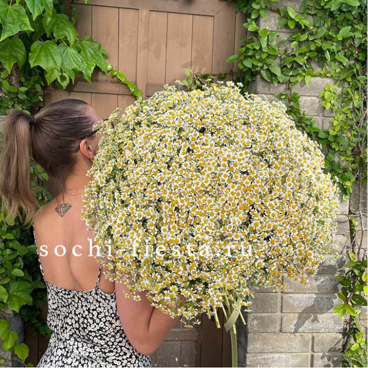 101 ромашка в Орске