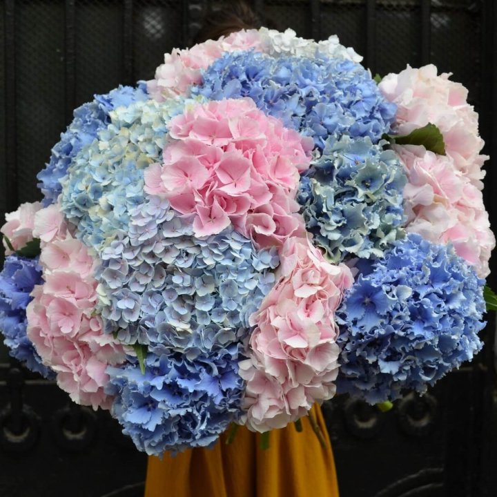 Букет гортензий "Фонтан" в Орске