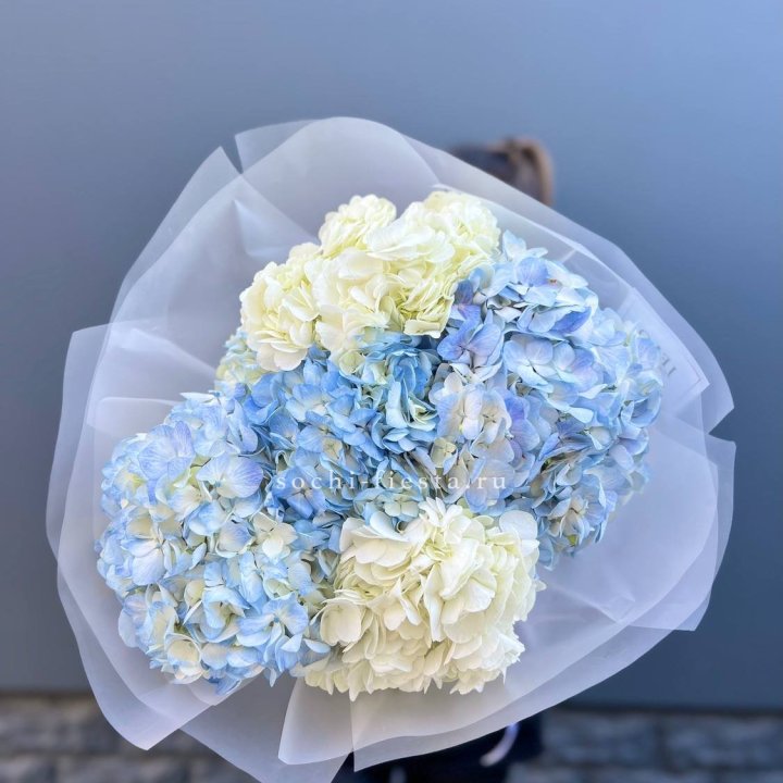 5 бело-голубых гортензий в Орске