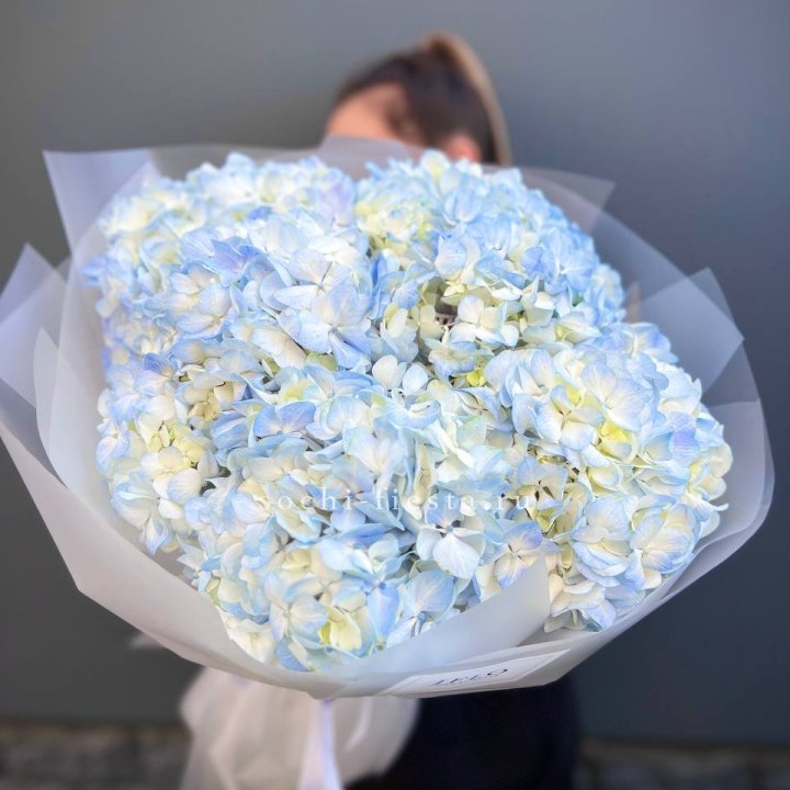 5 голубых гортензий в Орске