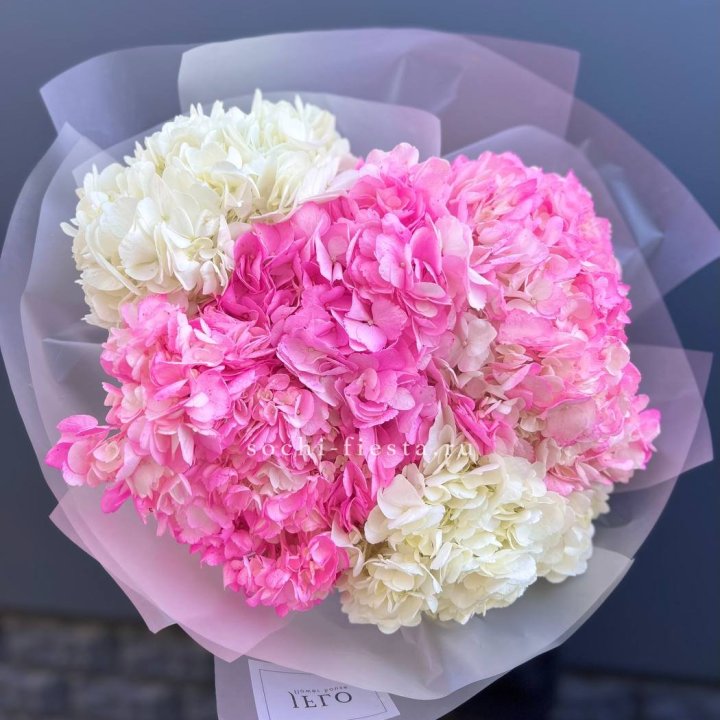 5 бело-розовых гортензий в Орске