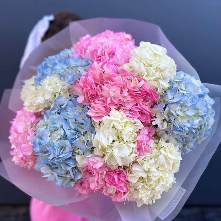 11 гортензий микс в Орске