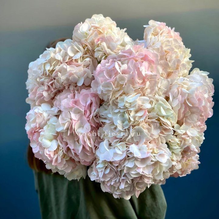 Охапка розовой гортензии в Орске