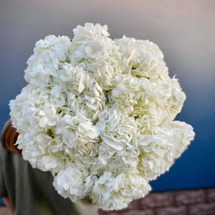 Охапка белой гортензии в Орске
