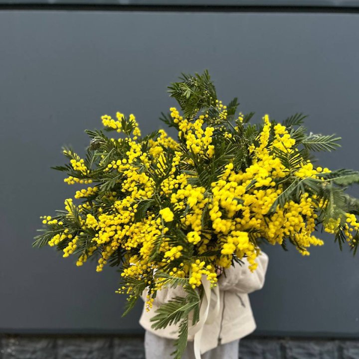 Охопка мимозы в Орске