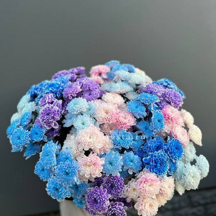 25 цветных хризантем в Орске