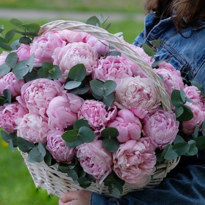 51 пион в корзине в Орске