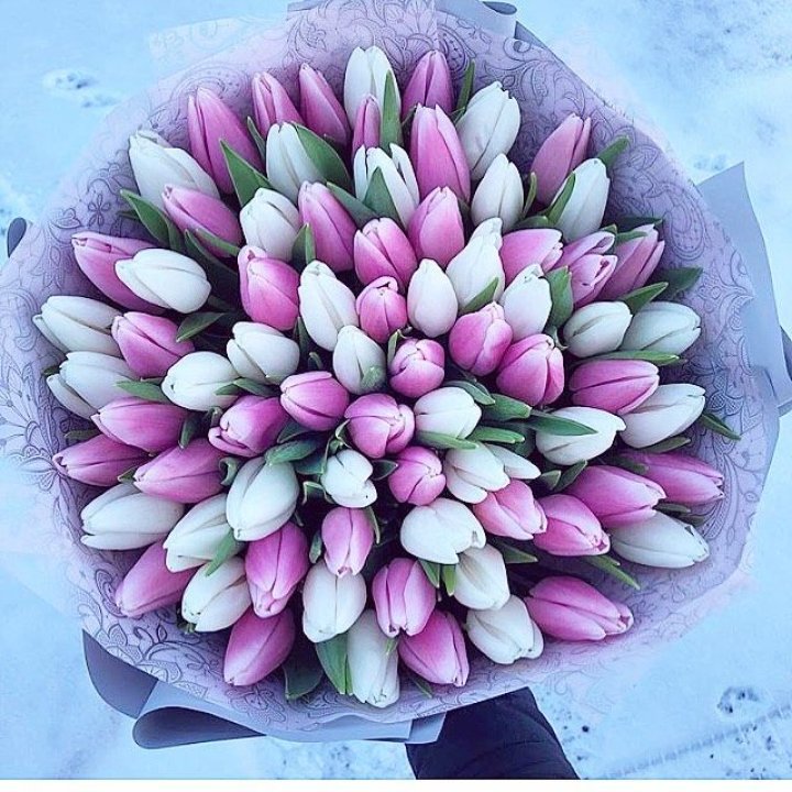 101 тюльпан "Лолипоп" в Орске